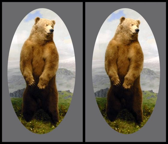 Brown Bear, x-View